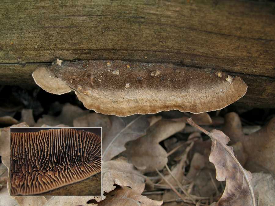 Рядовка сорная: особенности произрастания и характерные отличия - грибы собираем