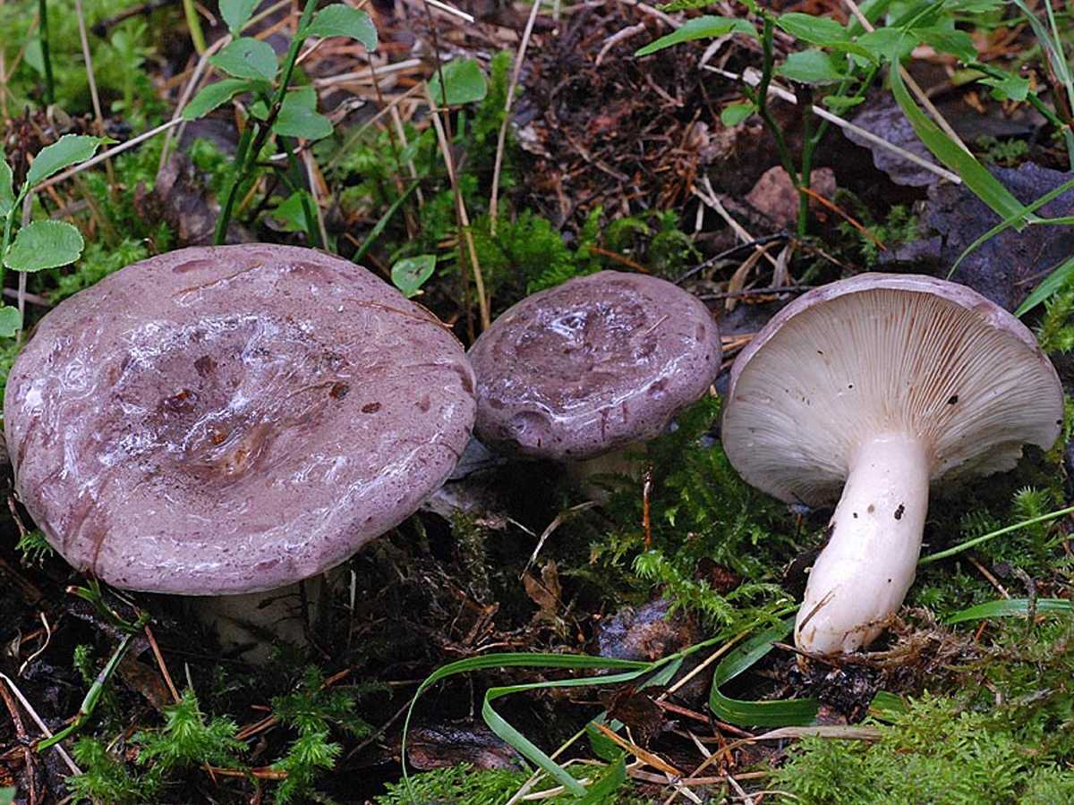 Грибы грузди: виды, описание и фото съедобных сырых грибов, польза