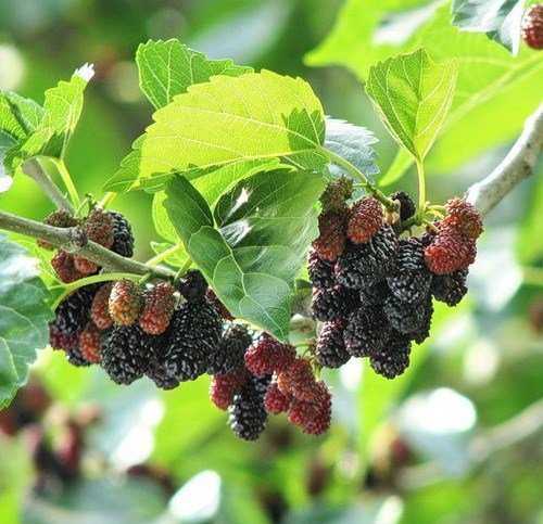 Шелковица: польза и вред ягод шелкового дерева