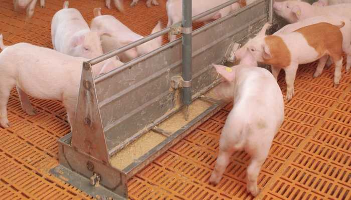 Препараты для свиней: какие витамины и гормоны давать поросятам для быстрого роста