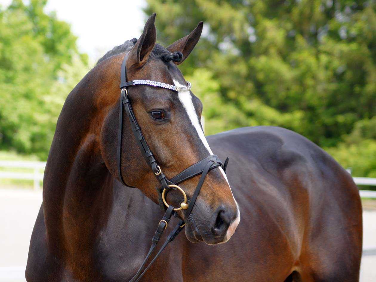 Голштинская порода лошадей: описание, фото, характеристика