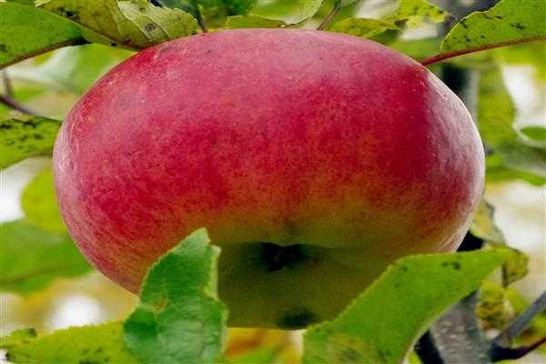 Сорт яблони «легенда»: характеристика, достоинства и недостатки, советы по выращиванию