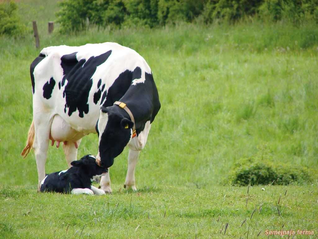 Коровы голштинской породы: описание, характеристика, интересные факты. сколько стоят и как выбрать?