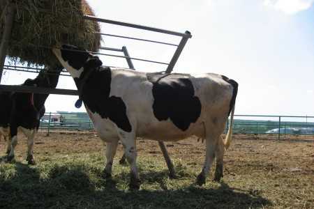 Породы коров — описание – аграрий