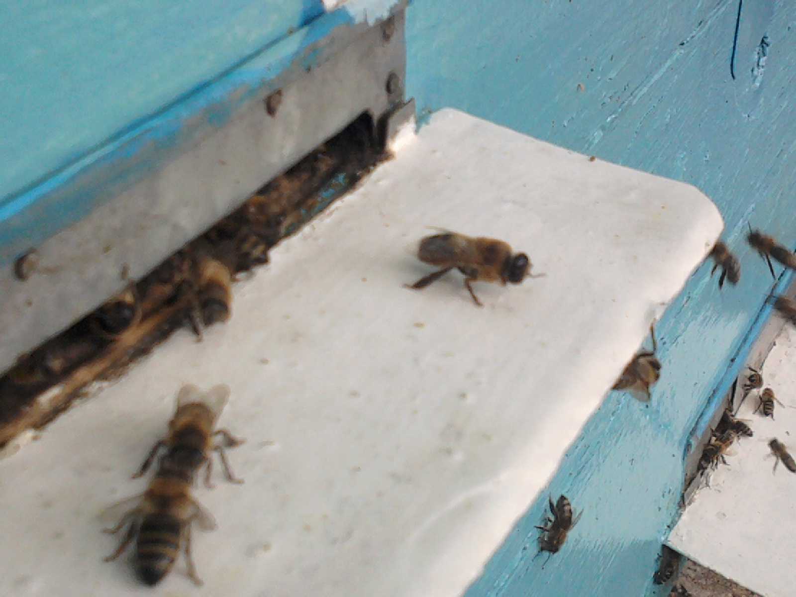 Болезни расплода пчел