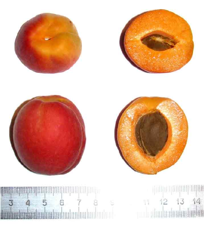 Абрикос саратовский рубин: описание сорта с фото и 5 правил успешного выращивания