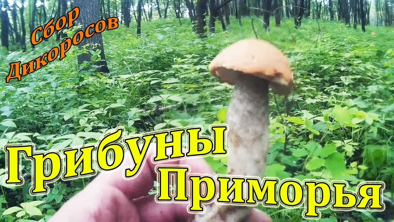 Грибы в саратовской области 2021: когда и где собирать, сезоны и грибные места