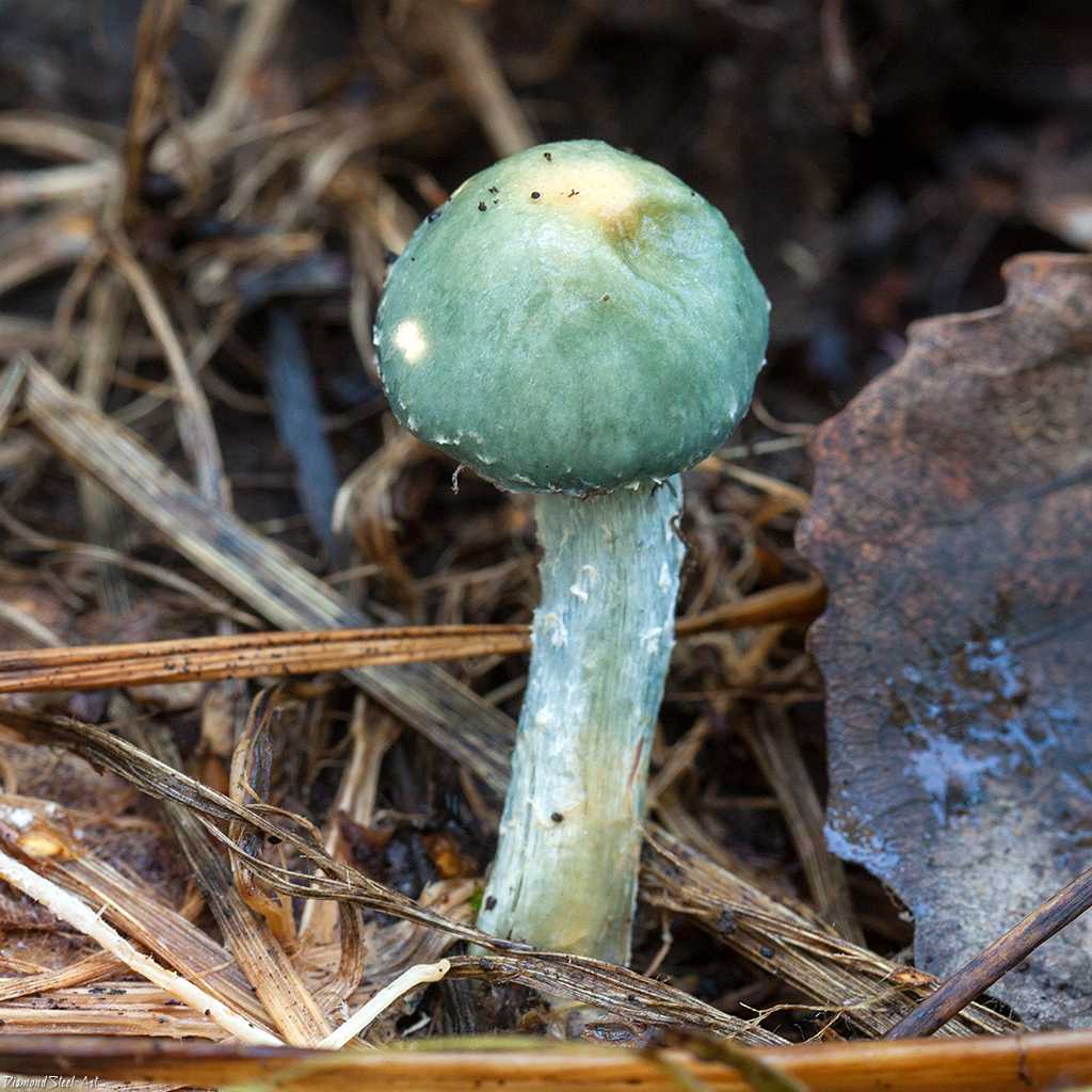 Строфария небесно-синяя (stropharia caerulea) –  грибы сибири