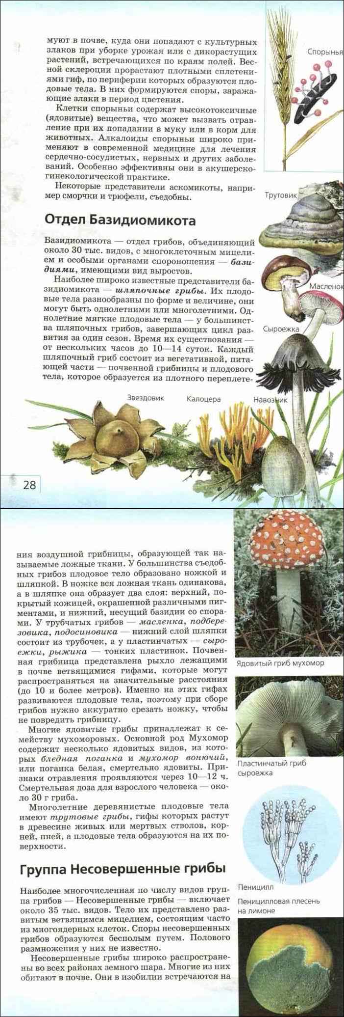 Как отличить съедобный гриб от несъедобного - сибирский медицинский портал