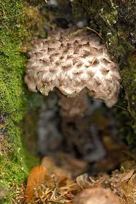 Шишкогриб хлопьеножковый: где растет гриб. фото