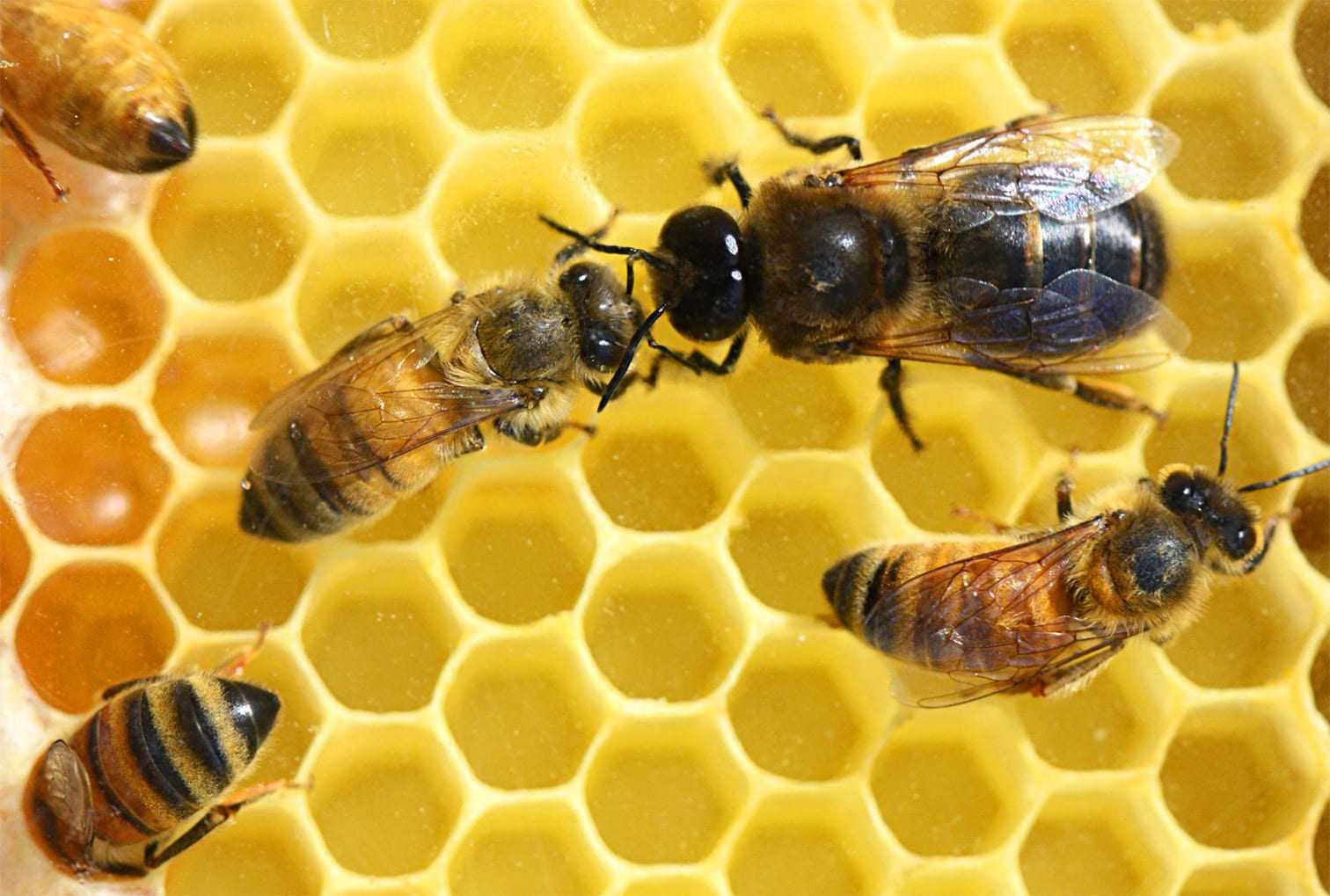 Медоносная пчела: строение тела, классификация, особенности содержания и фото