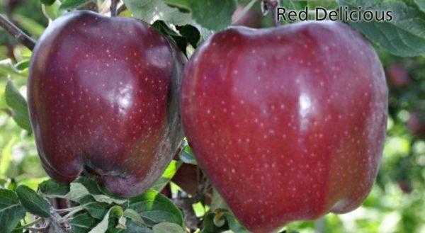 Сорт яблок «голден делишес»: характеристика, агротехника выращивания