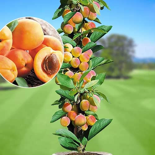 Как успешно вырастить абрикос сорта успех