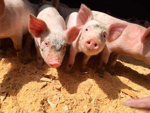 Йоркширская порода свиней и гемпширская: особенности, характеристики и правила ухода