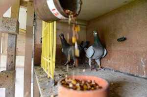 Разведение голубей: как правильно в домашних условиях