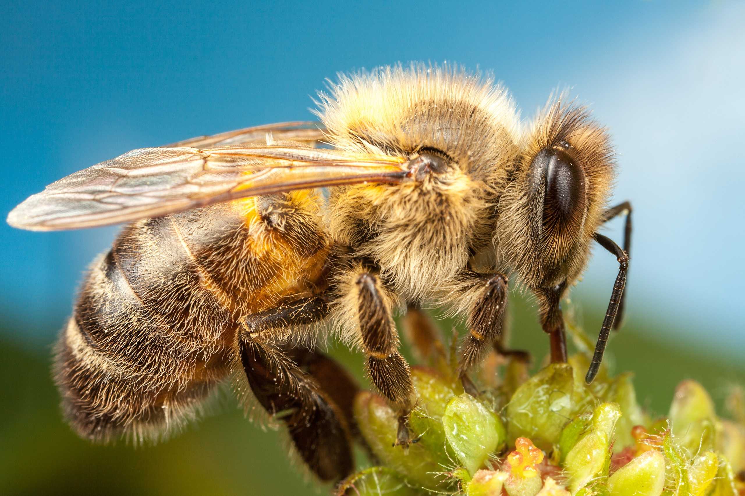 Строение пчелы: какие отделы тела имеет пчела, анатомия головы, тела, развитие организма