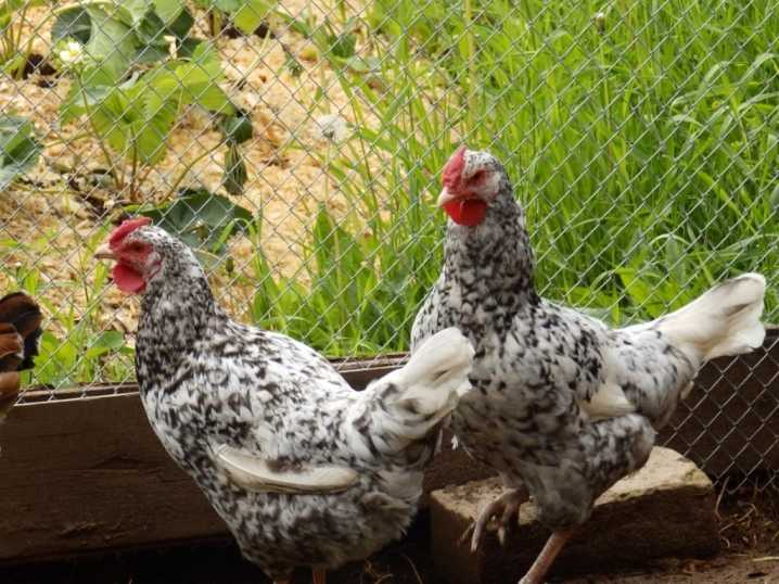 Пушкинские куры: описание породы курицы