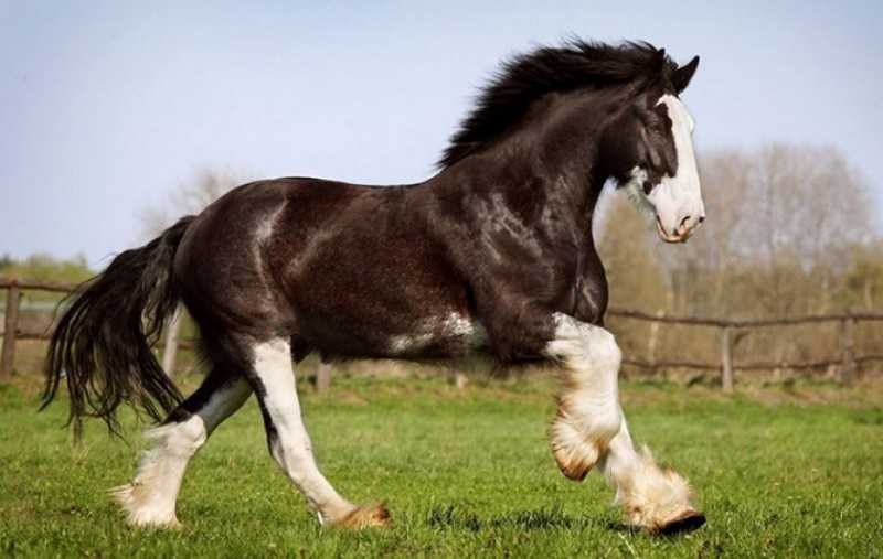 Русский тяжеловоз. описание породы лошадей с фото и видео