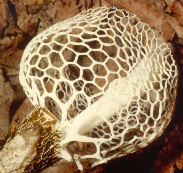Сетконоска сдвоенная — необычный и редкий гриб