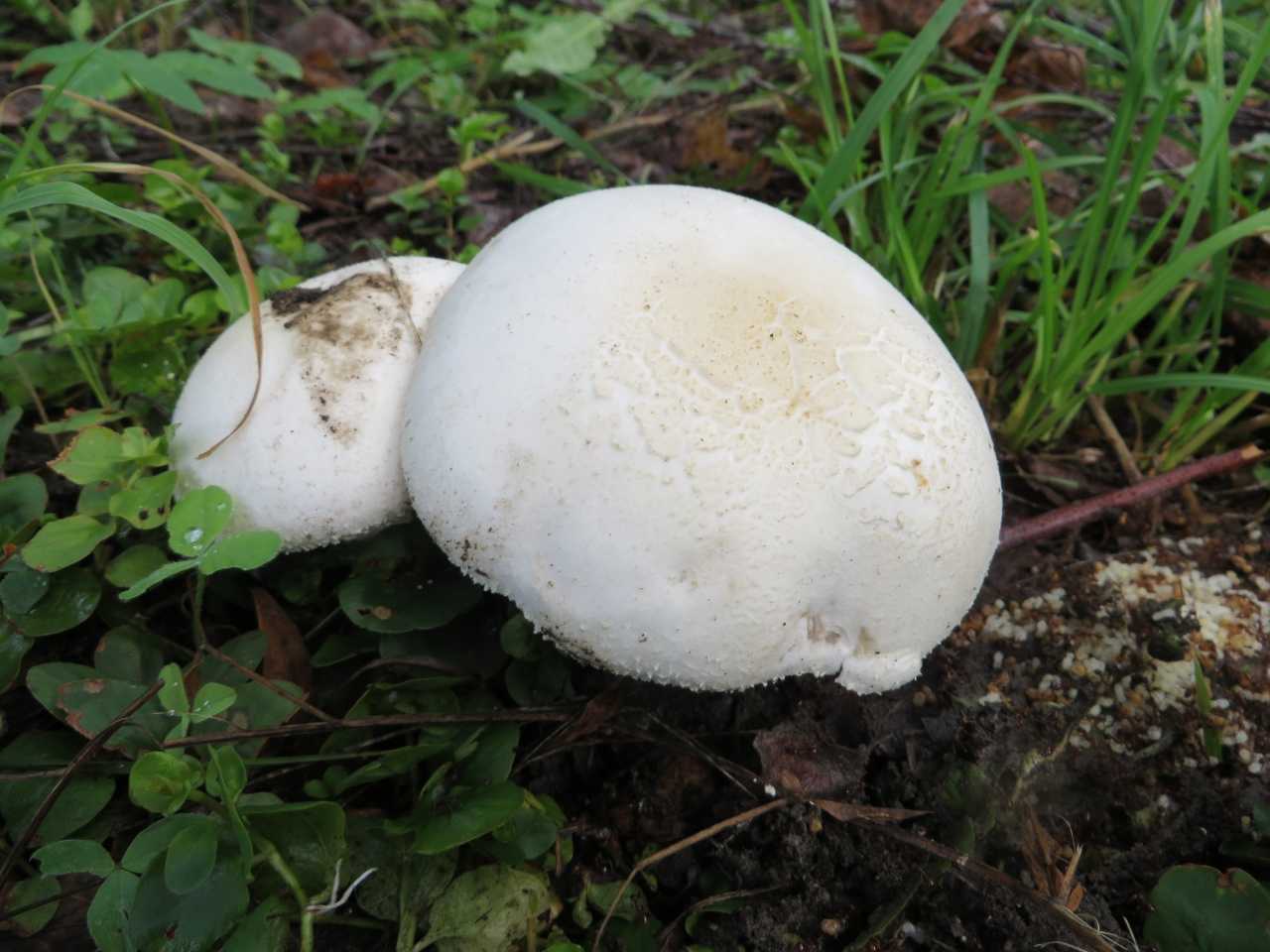 Волчий гриб, колпак, благушка — всё это названия лесного шампиньона