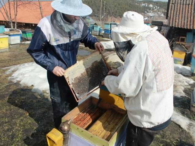 Жизнь в меду: будни пчел на томской пасеке