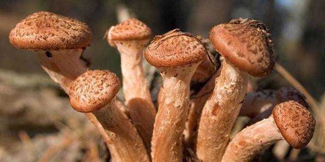 Сушеные грибы: как приготовить и использовать
