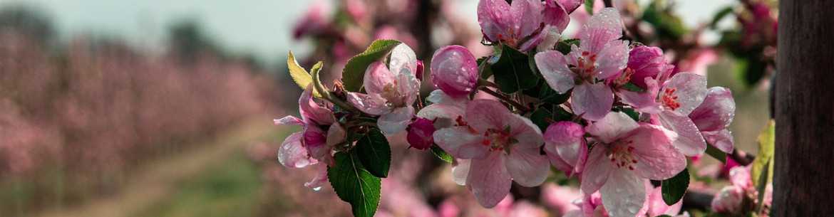 Обрезка яблони весной: сроки, схема для начинающих как правильно ее делать