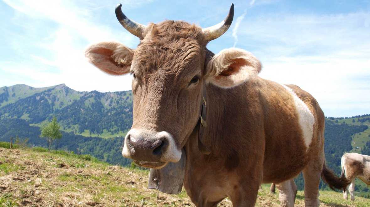 Послеродовой парез у коров: лечение препаратами nita-farm