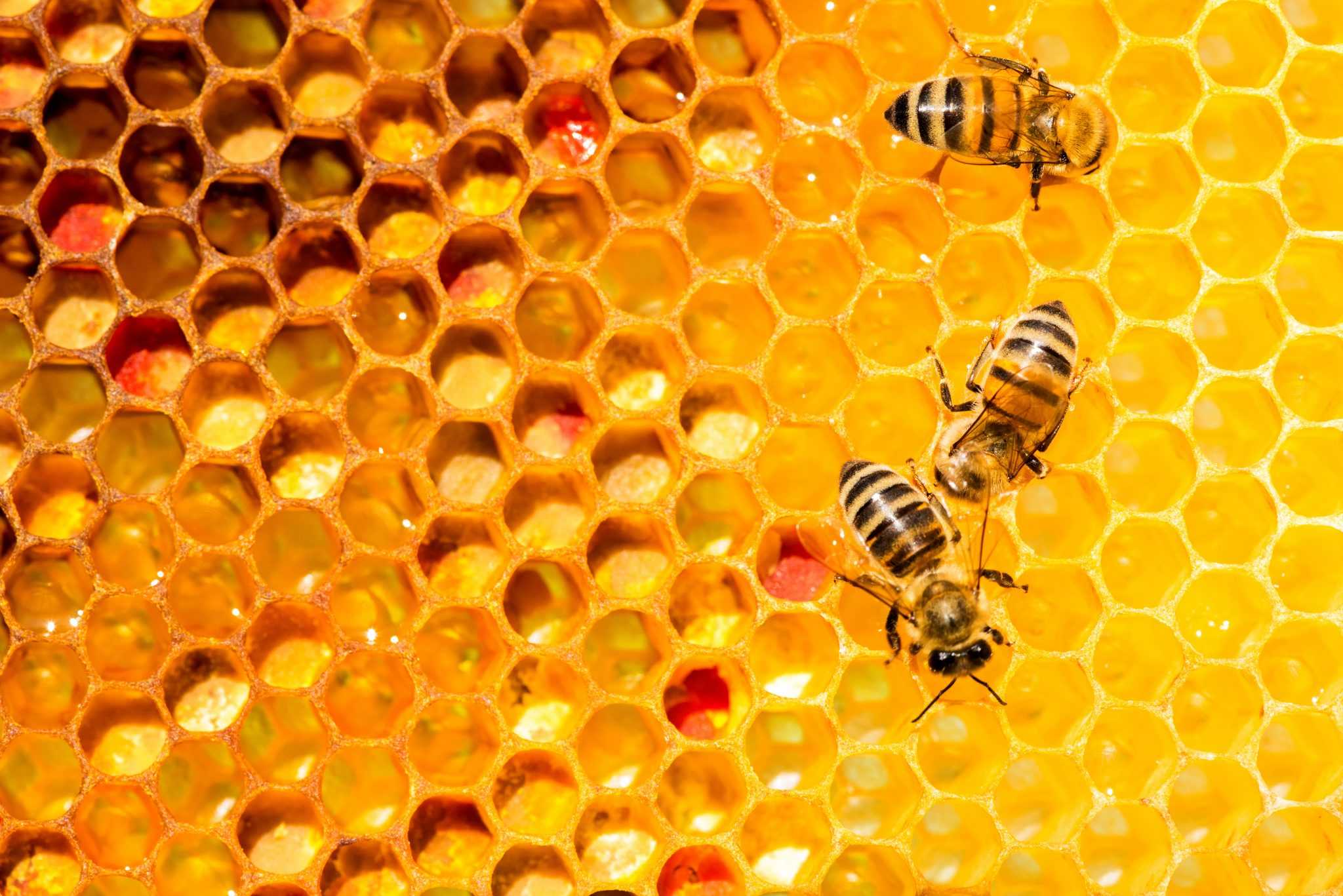 Вывод пчелиных маток: искусственный метод, без переноса личинок, самый простой способ вывода пчеломаток, видео