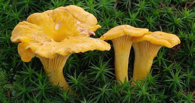 Лисичка обыкновенная, настоящая или жёлтая (cantharellus cibarius): фото, описание, выращивание, полезные свойства, а также где растет гриб и как его отличить от ложных двойников