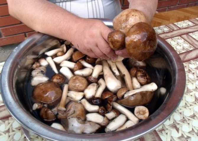 Нужно ли чистить грибы перед готовкой