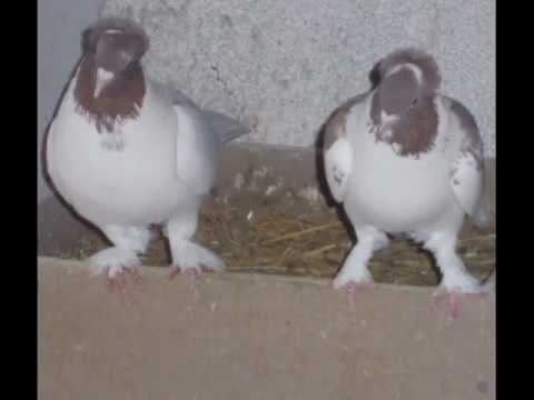 Самые почитаемые летуны – бойные иранские голуби