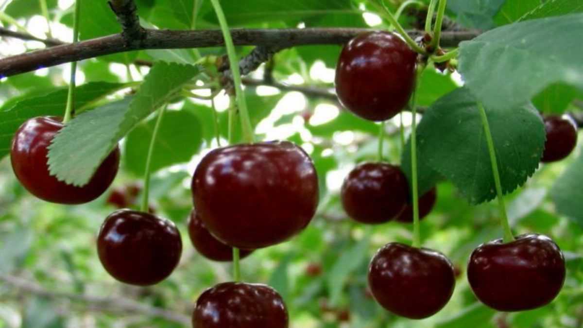 Шалунья вишня: характеристика и описание сорта, выращивание и уход
