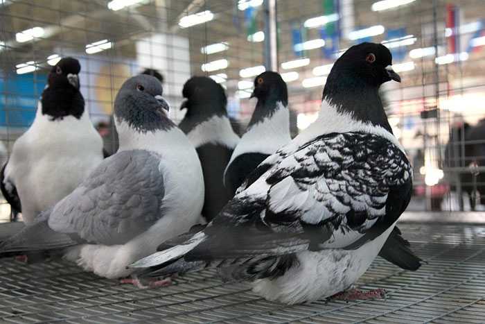 Породы мясных голубей с фото и описанием