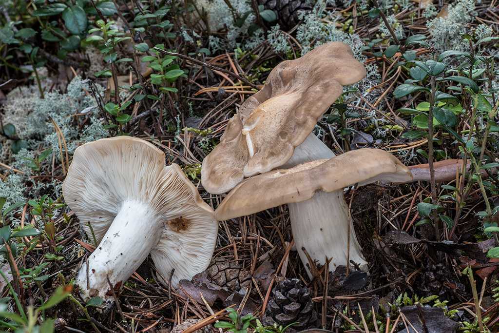 Лиофиллюм симедзи (lyophyllum shimeji) –  грибы сибири