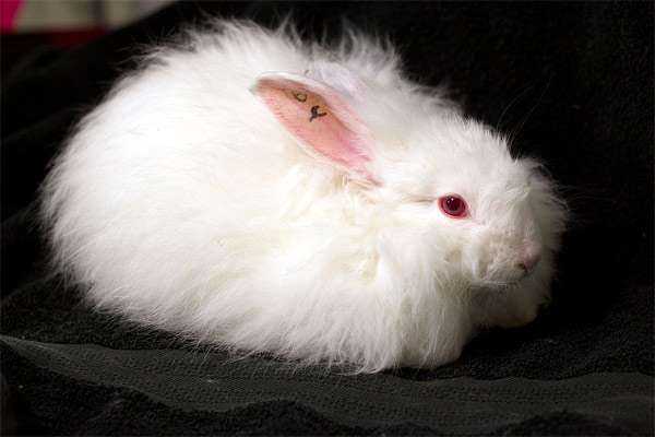 Ангорский кролик - породы пуховых кроликов, описание и особенности содержания английского кроля