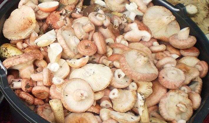 Как посолить грибы волнушки отварные. как солить волнушки на зиму в банках | дачная жизнь