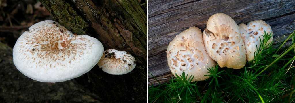 Пилолистник чешуйчатый – гриб, растущий на столбах и шпалах
