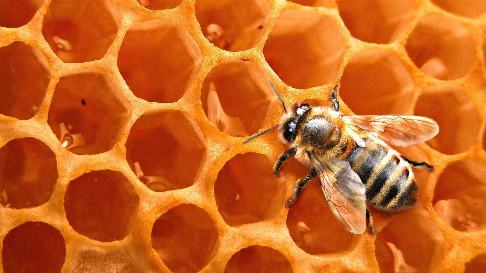 Осенняя подкормка пчёл — когда, чем, как?