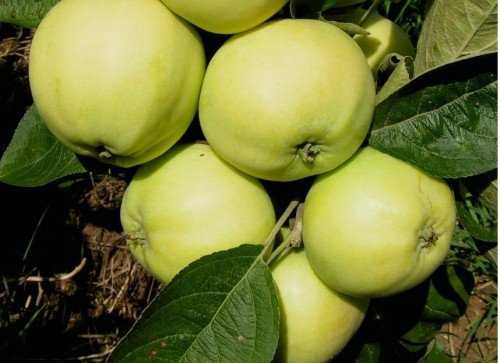 Непростая зимняя яблоня с нежным названием — «настенька»