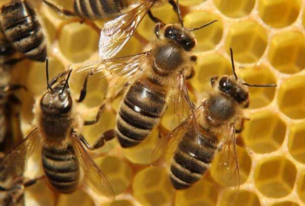 Обработка пчел от клеща: эффективные препараты и методы
