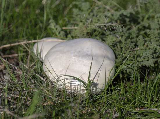 Когда пойдут первые грибы в подмосковье в 2021 году, сроки сбора исходя из сезона и вида грибов, грибные места с маршрутами и направлениями