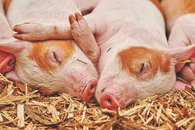 Племенное свиноводство | подсказки как стимулировать охоту у свиноматок после отъема и у ремонтных свинок