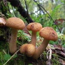 Тонкости сбора опят: где и когда следует искать эти маленькие грибы. время и условия роста грибов опят в лесу