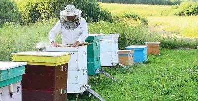 Как сделать отводок пчёл