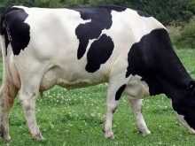 Голштинская порода коров: описание, продуктивные характеристики породы, особенности разведения, уход за телятами, отзывы владельцев.