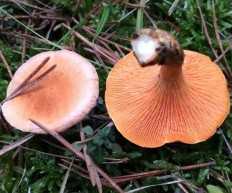 Лисички: описание, виды, применение. фото грибов