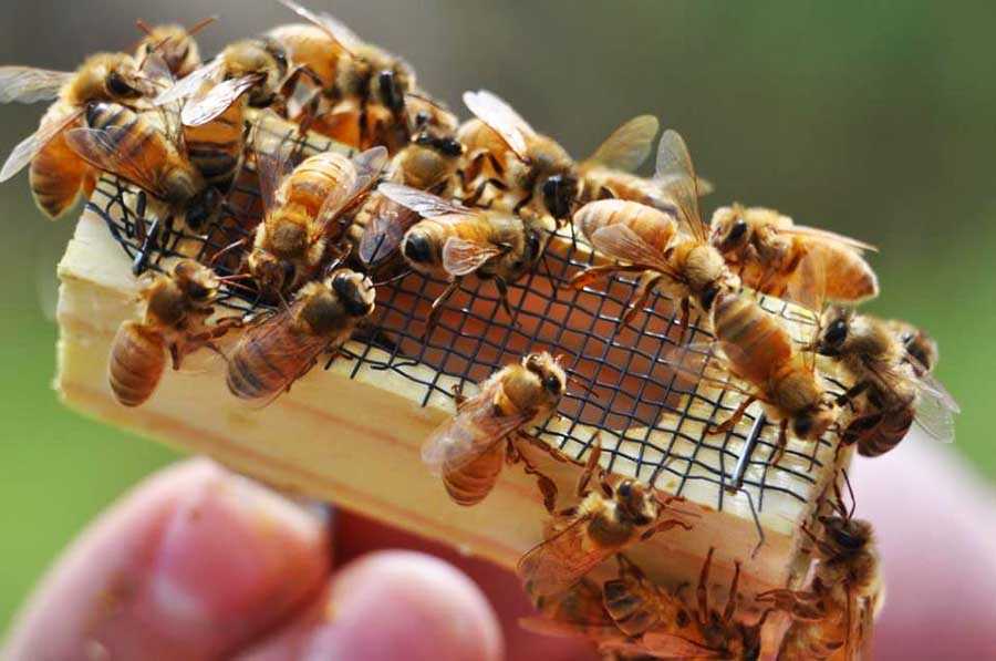 Вывод маток в зависимости от сезона. Жизненный цикл пчеломатки. Наиболее продуктивные и распространенные искусственные и естественные способы вывода.