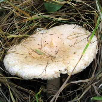 Маслёнок — описание, виды, где растут и когда собирать съедобный гриб с маслянистой шляпкой