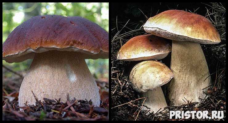 Белый гриб (боровик): 7 видов, двойники и фото, выращивание